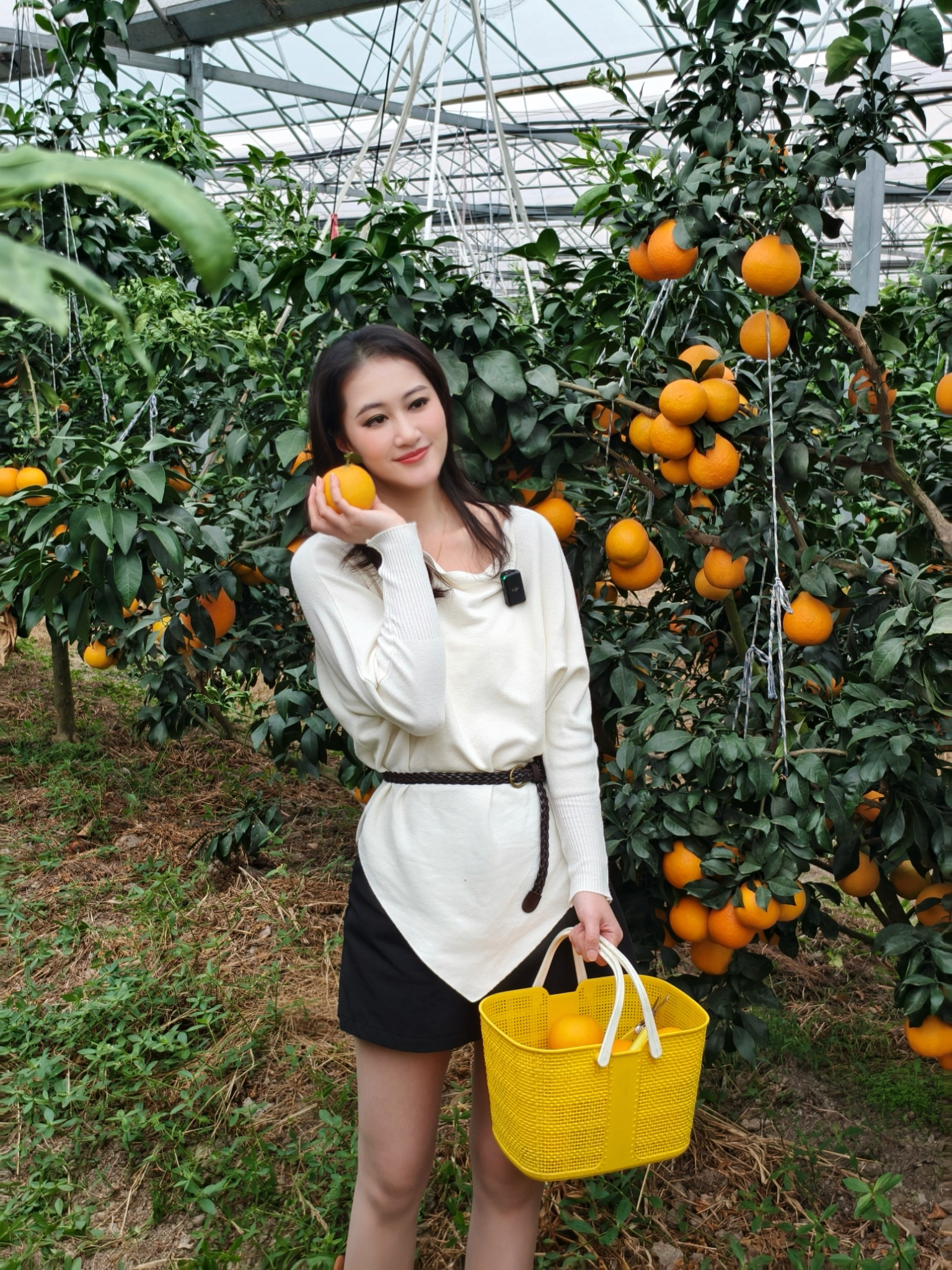 红美人柑橘节直播主持